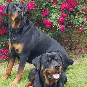 Meet your Posher, Antonette